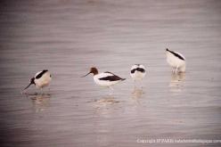 Avocette d'Australie