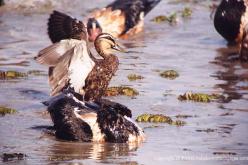 Canard à sourcils