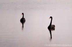 Cygne noir