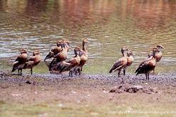 Dendrocygne d'Eyton