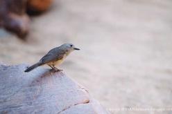 Pitohui gris