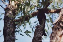 Drongo pailleté