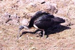 Ibis d'Australie