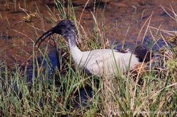 Ibis à cou noir
