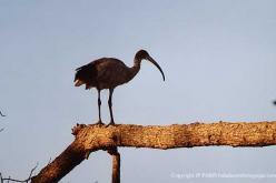Ibis falcinelle