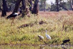 Jabiru d'Asie
