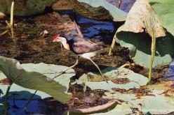 Jacana à crête