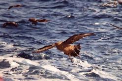 Labbe antarctique
