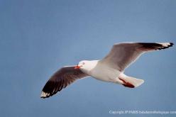 Mouette argentée
