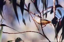Pardalote pointillé