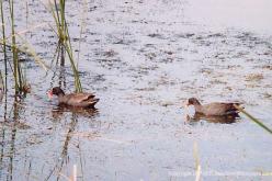 Gallinule sombre