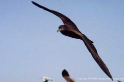 Puffin fouquet