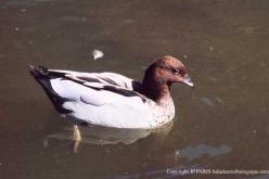 Canard à crinière