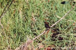 Cisticole à couronne dorée