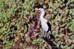 Cormoran varié