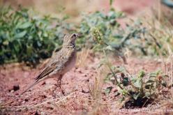 Pipit austral