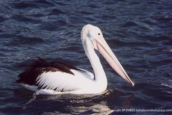Pelecanus conspicillatus