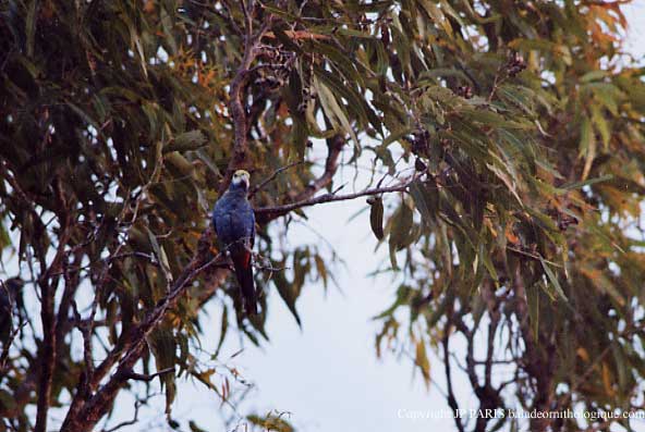 Platycercus adscitus