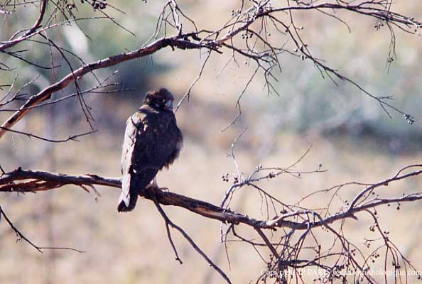 Falco longipennis