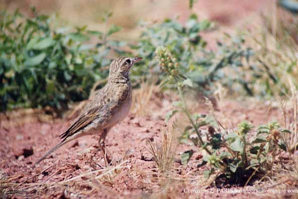 Pipit austral