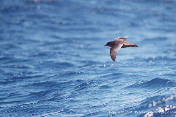 Puffinus tenuirostris