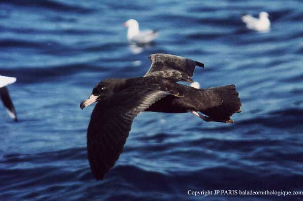 Puffinus carneipes