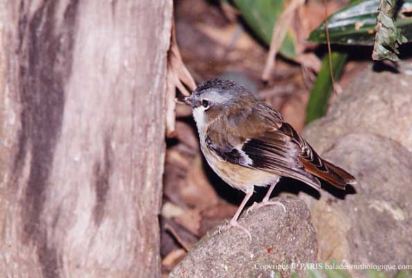 Heteromyias albispecularis