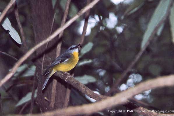 Eopsaltria australis