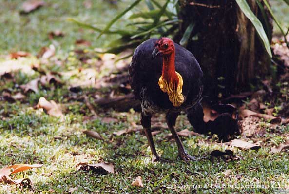 Alectura lathami