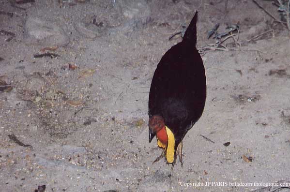 Alectura lathami