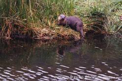 Loutre de rivière