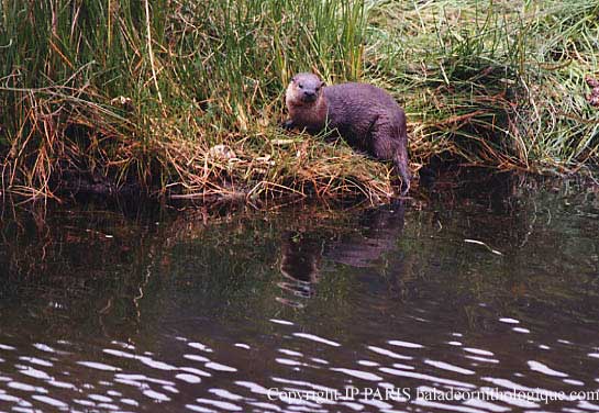 Loutre de rivière