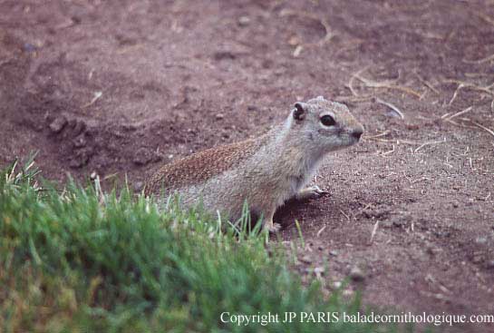 Spermophile de Californie