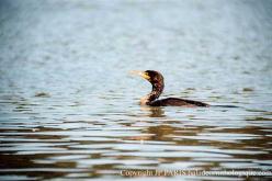 Cormoran à aigrettes