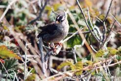 Bruant à couronne blanche