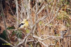 Chardonneret jaune