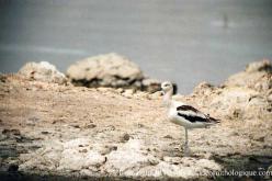 Avocette d'Amérique