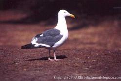 Goéland d'Audubon