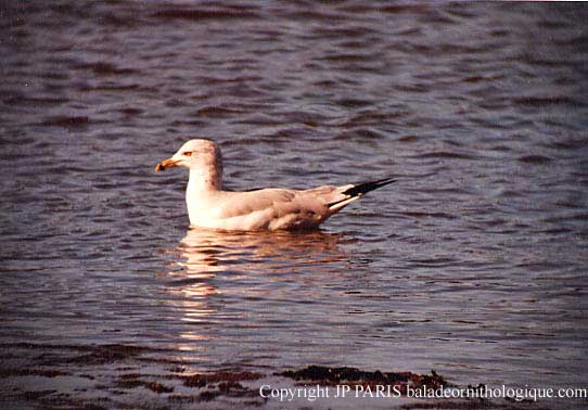 Larus delawarensis