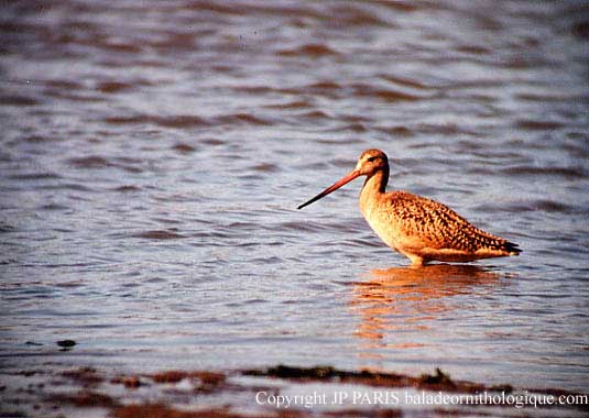 Limosa fedoa