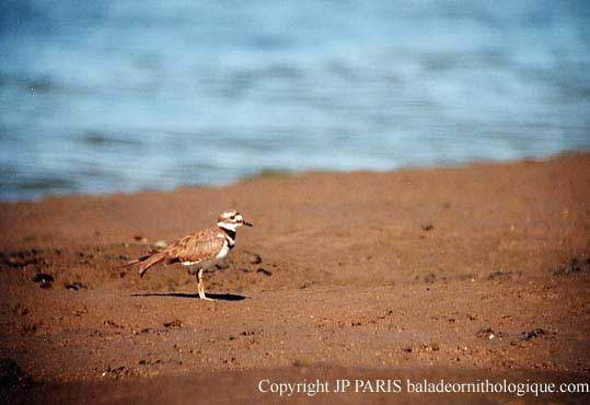 Charadrius vociferus