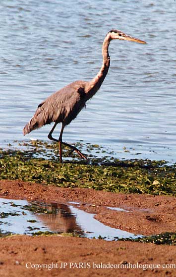 Ardea herodias