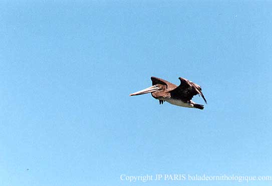 Pelecanus occidentalis