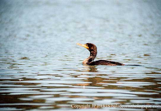 Phalacrocorax auritus