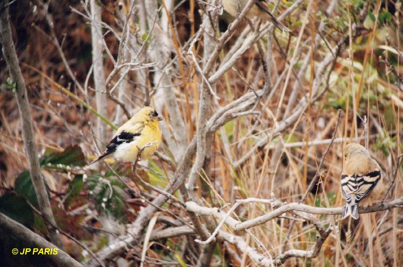 Chardonneret jaune
