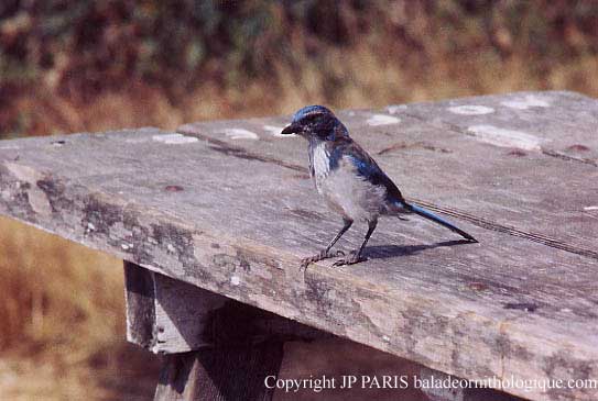 Aphelocoma coerulescens