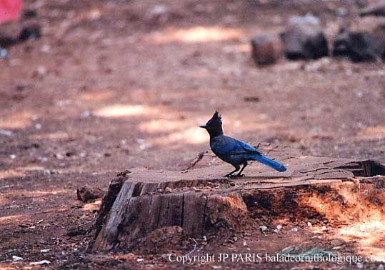 Cyanocitta stelleri