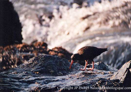 Haematopus bachmani