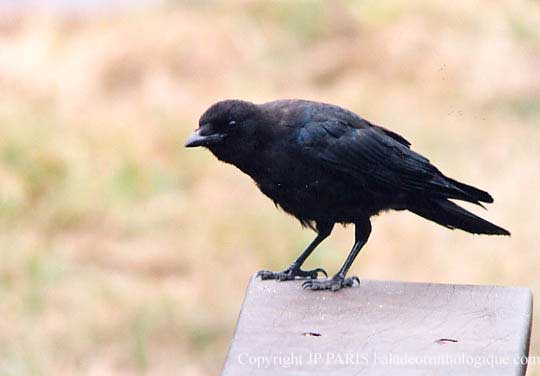 Corvus brachyrhynchos