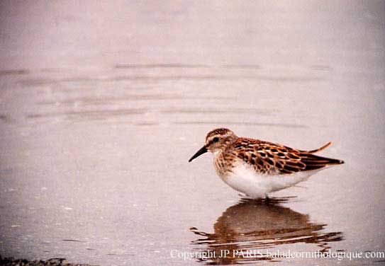 Calidris minutilla